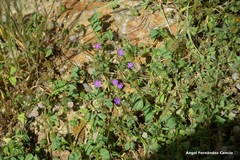 Spergularia purpurea