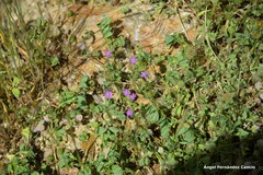 Spergularia purpurea