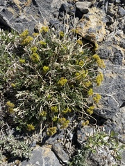 Lomatium graveolens alpinum