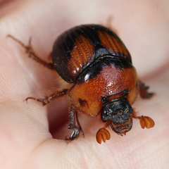 Bolbocerosoma farctum