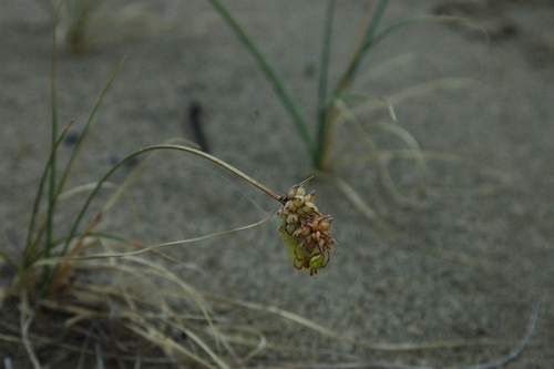 Image of Carex sabulosa by (c) Syd Cannings, some rights reserved (CC BY)