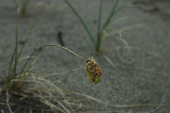 Carex sabulosa