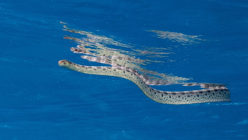 Typical Sea Snakes (Hydrophis) - Snakes and Lizards