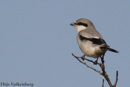 Great Gray Shrike, Lelystad, Países Baixos, photo 9 of 10