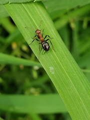 Formica exsectoides