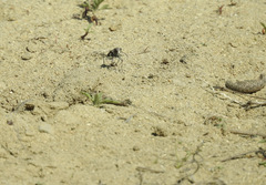 Cicindela scutellaris lecontei