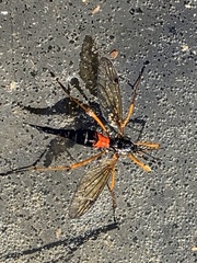 Tanyptera