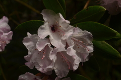 Rhododendron adenosum