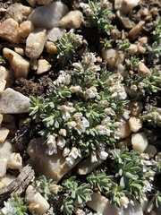 Cusickiella douglasii