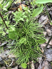 Diphasiastrum complanatum