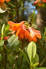Rhododendron cinnabarinum cinnabarinum