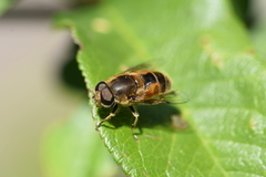 Eristalis arbustorum