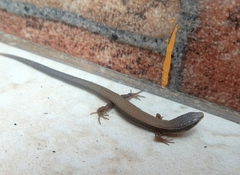 Macropholidus ruthveni