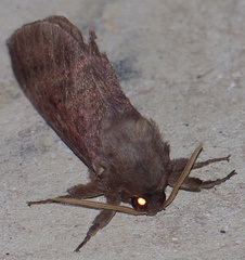 Oxycanus