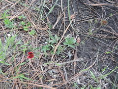 Potentilla rubra