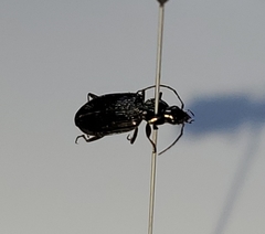 Plocamostethus planiusculus