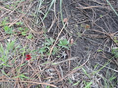 Potentilla rubra