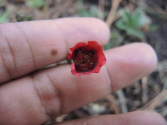 Potentilla rubra