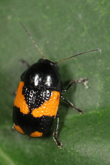 Cryptocephalus binominis