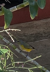 Euphonia chlorotica