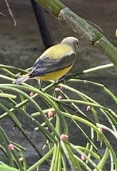 Euphonia chlorotica
