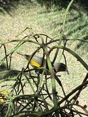 Euphonia chlorotica