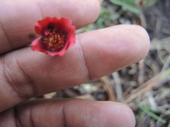 Potentilla rubra