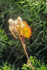 Biscutella vicentina