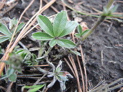 Potentilla rubra