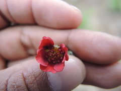 Potentilla rubra