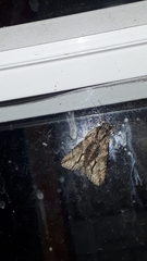 Lepidoptera