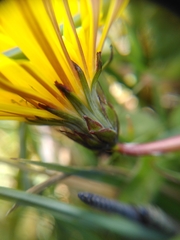 Taraxacum faeroense