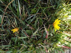 Taraxacum faeroense
