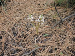 Valeriana vaginata