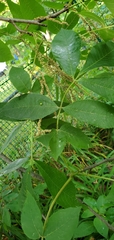 Carya pallida