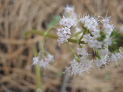 Valeriana vaginata