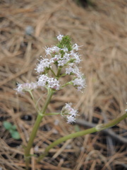 Valeriana vaginata