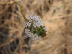 Valeriana vaginata