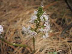 Valeriana vaginata