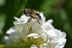 Eristalis arbustorum