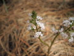 Valeriana vaginata