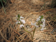 Valeriana vaginata