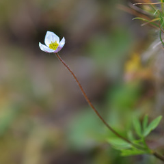 Anemonastrum obtusilobum