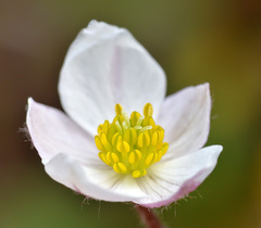 Anemonastrum obtusilobum