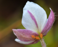 Anemonastrum obtusilobum