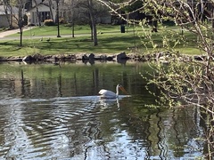 Pelecanus erythrorhynchos