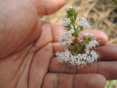 Valeriana vaginata