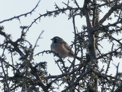 Saltatricula multicolor