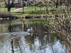 Pelecanus erythrorhynchos
