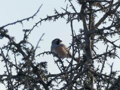 Saltatricula multicolor